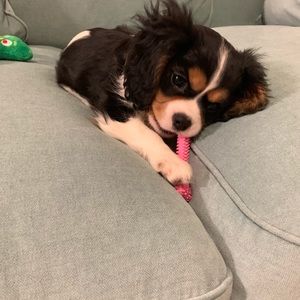 Meet your Posher, Puyang